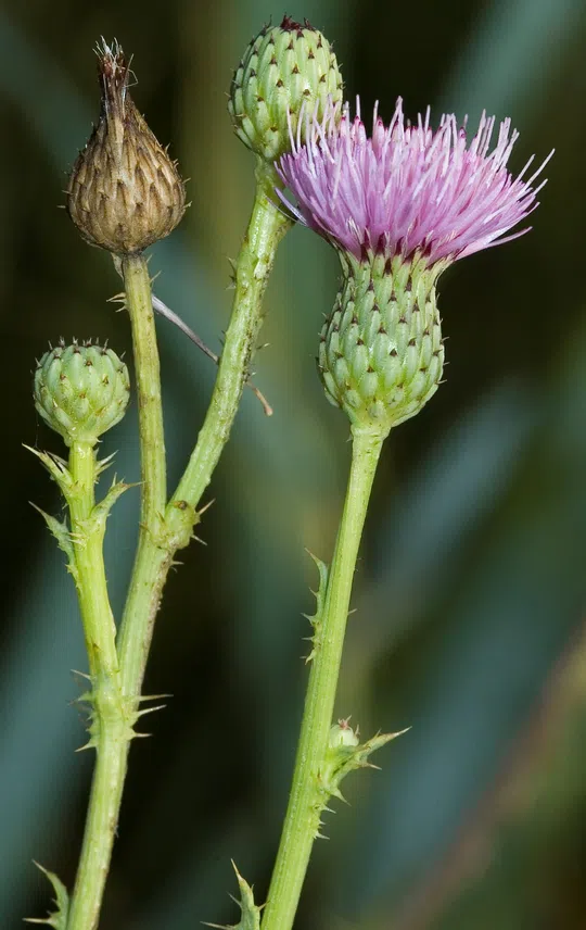 Winged Plumed-thistle