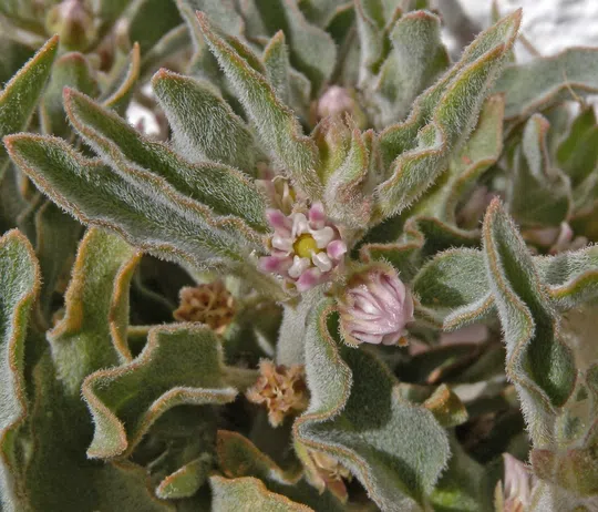 Glossonema boveanum