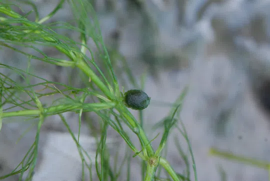 Soft Hornwort, Spineless Hornwort photographed by 