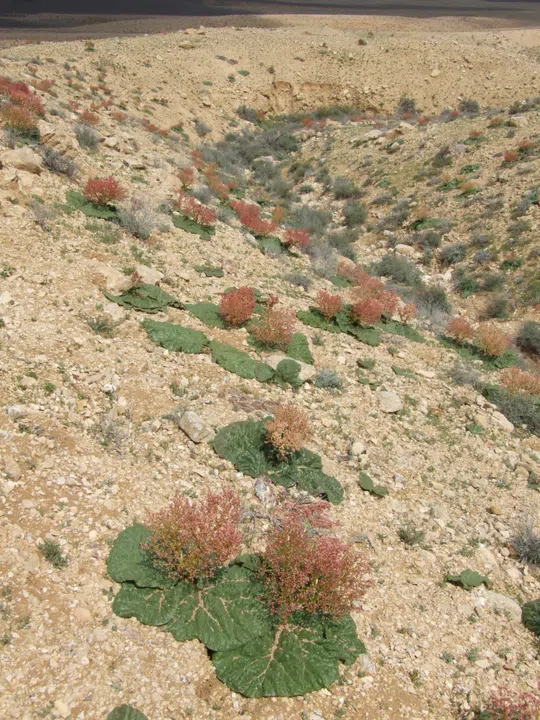 Desert Rhubarb photographed by 