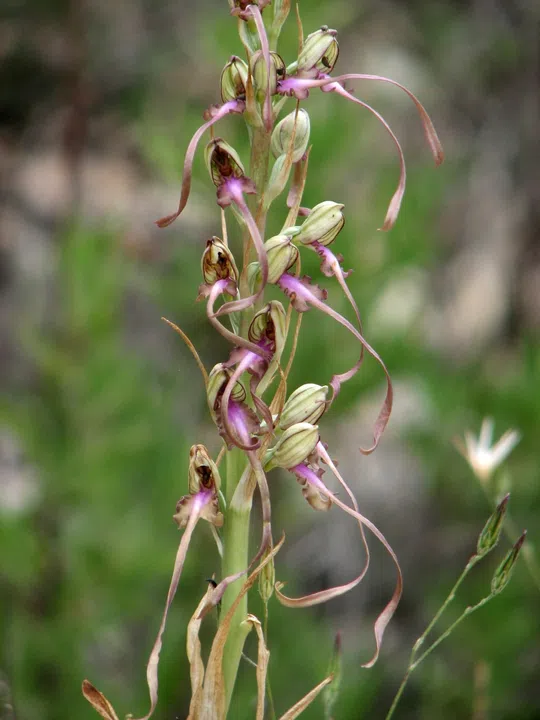 Galilee Lizard Orchid, Eastern Lizard Orchid photographed by 