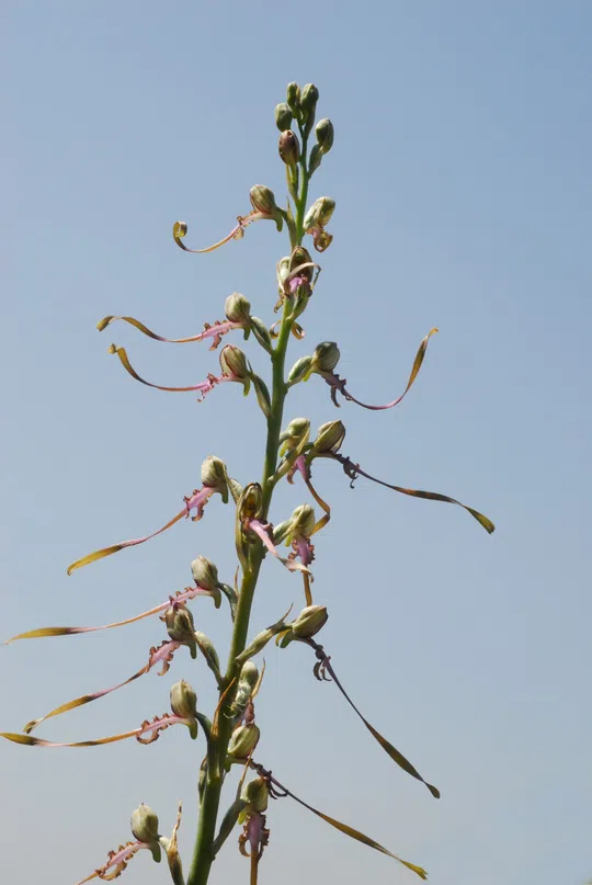 Galilee Lizard Orchid, Eastern Lizard Orchid photographed by 