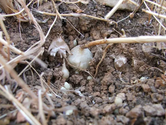 White-tunicated Garlic