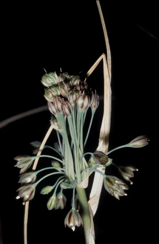 Long-stamened Garlic photographed by 