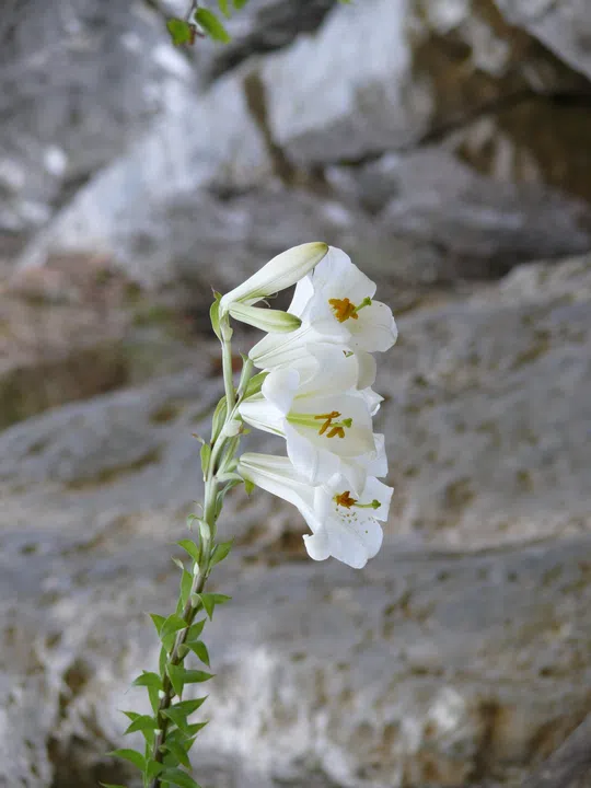 Madonna Lily photographed by 