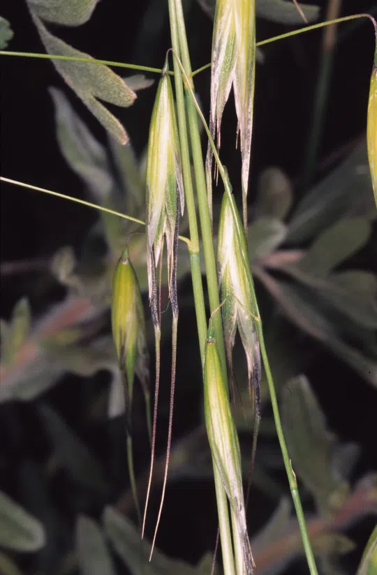 Wild oat sp. photographed by 