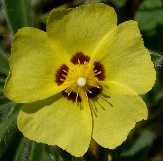 European Forstweed, Spotted Rockrose photographed by 