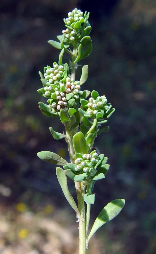 Palestine Strapwort photographed by 