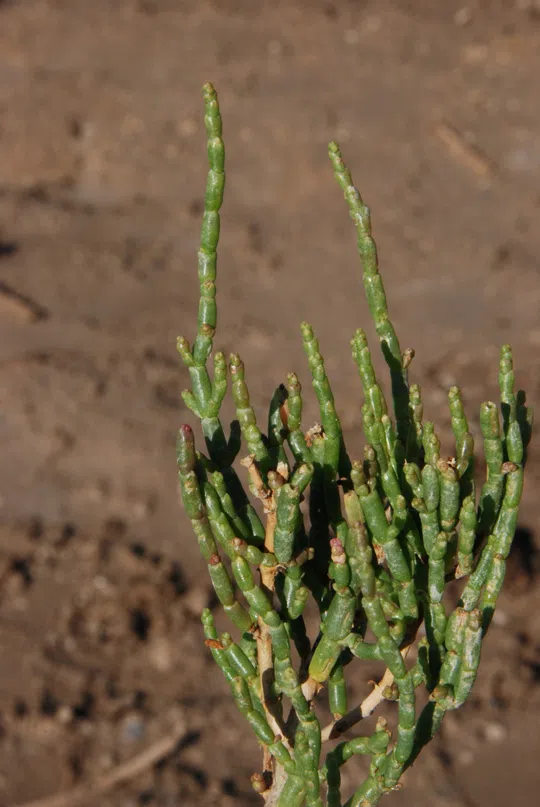 Perennial Glasswort, Chickenclaws