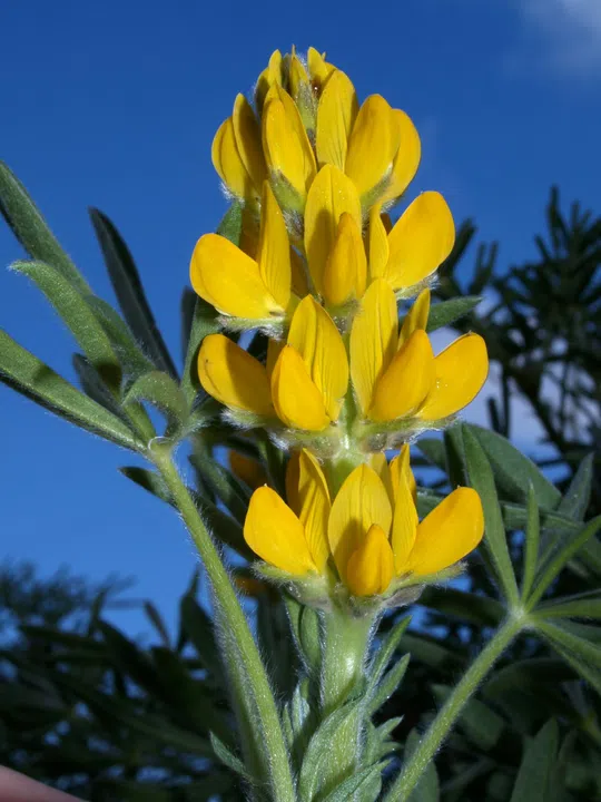 European Yellow Lupin photographed by 