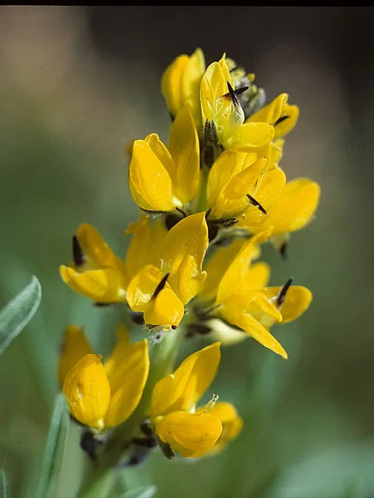 European Yellow Lupin photographed by 
