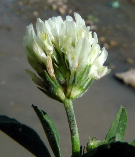 Trifolium salmoneum photographed by 