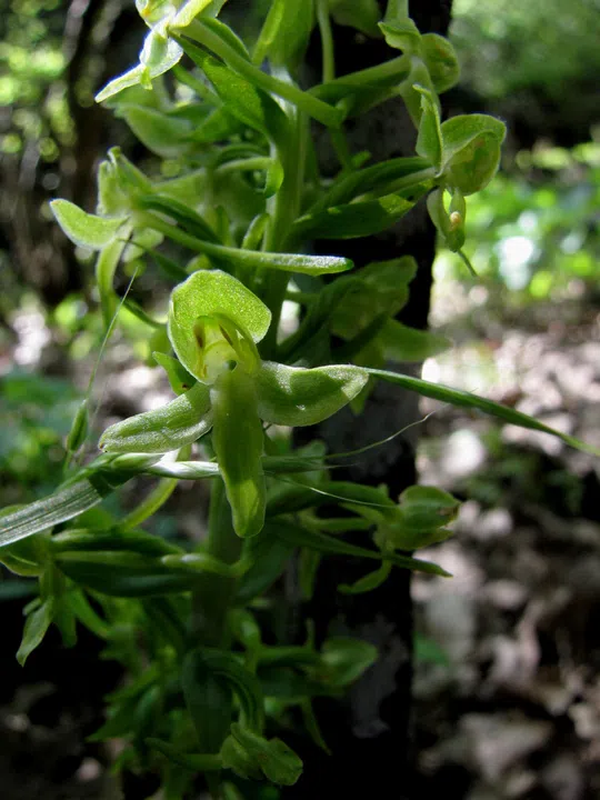 Platanthera chlorantha צולם על ידי אראלה הרי