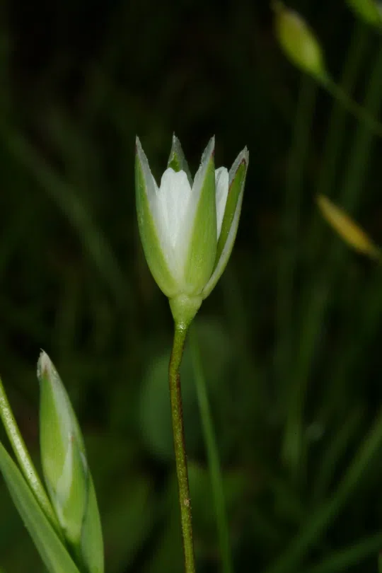 Upright Chickweed photographed by 