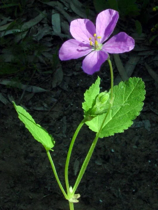 Erodium subintegrifolium photographed by 