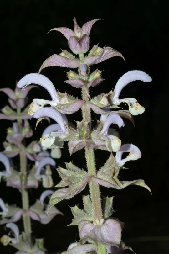 Clary Sage, Cleareye photographed by 