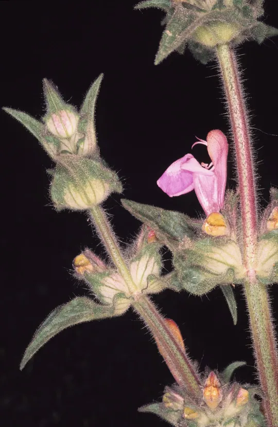 Salvia bracteata