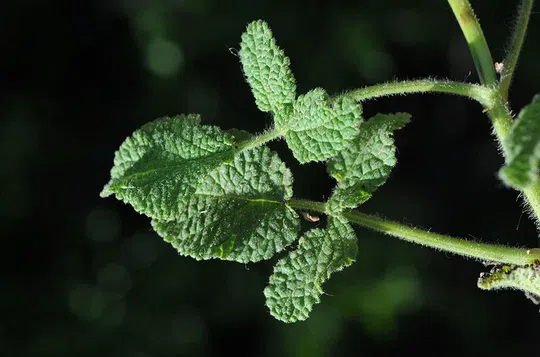 Bramble-leaved Sage photographed by 