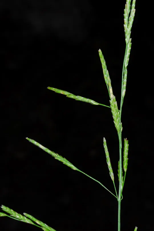 Plicate Sweet-grass photographed by 