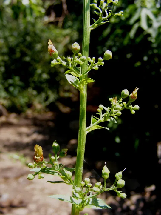 Large-leaved Figwort photographed by 