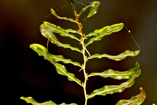 Curled Pondweed, Curly-leaf Pondweed photographed by 