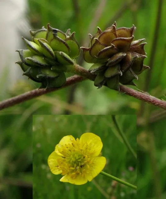 Constantinople Buttercup photographed by 