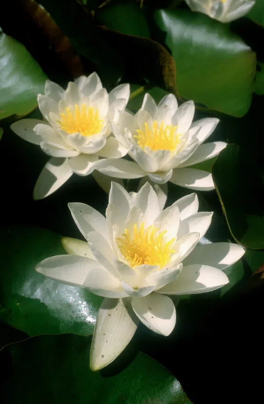 White Water-lily, European White Waterlily