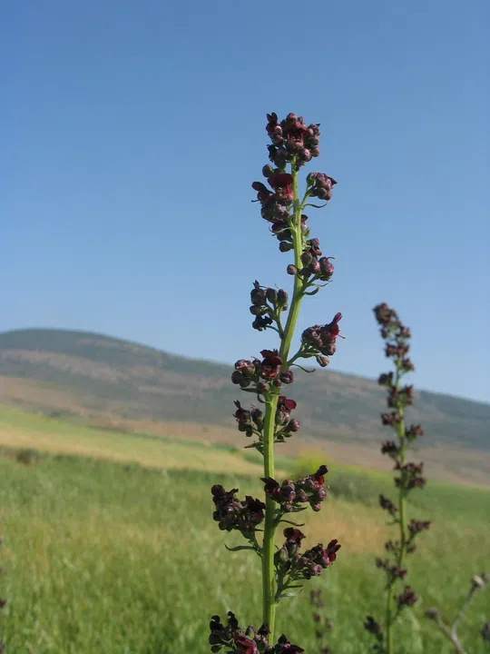 Jericho Figwort photographed by 