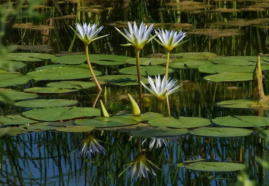 Blue Star Water-lily, Blue Water-lily photographed by 