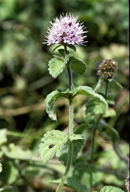 Water Mint, Wild Mint photographed by 