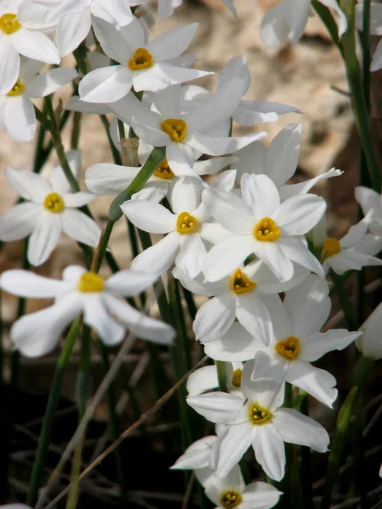 Late Flowering Narcissus photographed by 
