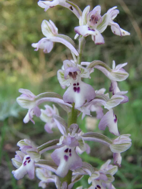 Anacamptis israelitica photographed by 