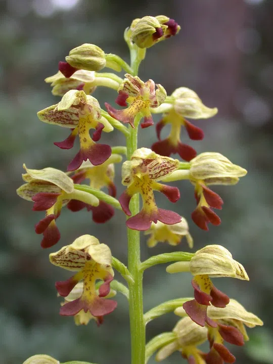 Punctate Orchid, Small-dotted Orchid