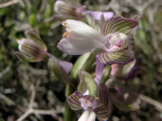 Syrian Orchid