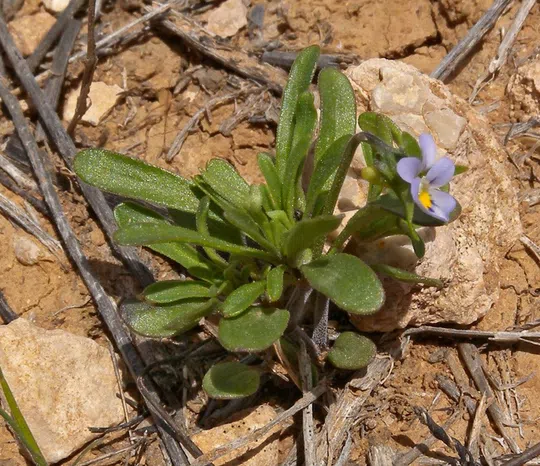 Viola pentadactyla photographed by 