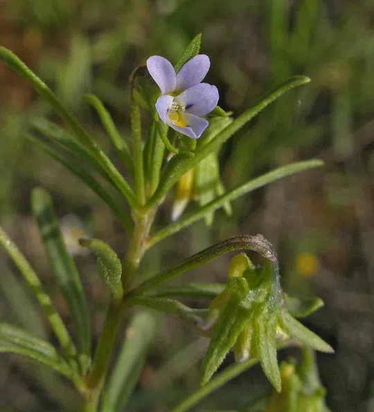 Viola pentadactyla photographed by 