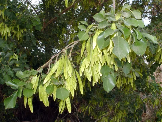 Indian Rosewood, Sissoo Tree photographed by 