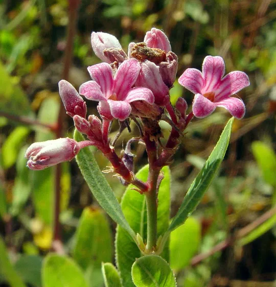 Spear-leaved Dogbane photographed by 