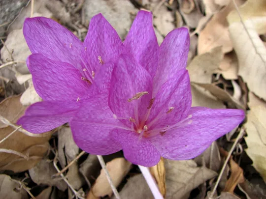 Checkered Autumn Crocus photographed by 