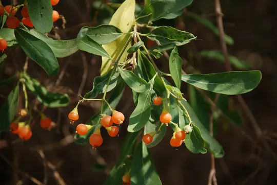 Grey-leaved Saucerberry