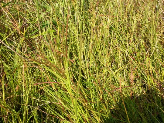 Limpograss, African Jointgrass photographed by 