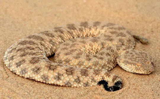 Cerastes vipera photographed by Guy Haimovitch