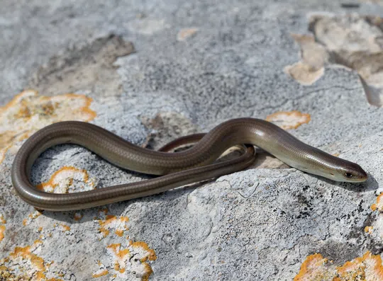Chalcides guentheri photographed by Guy Haimovitch