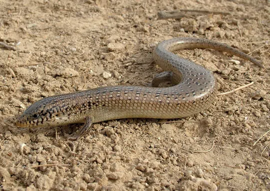 Chalcides ocellatus photographed by Guy Haimovitch