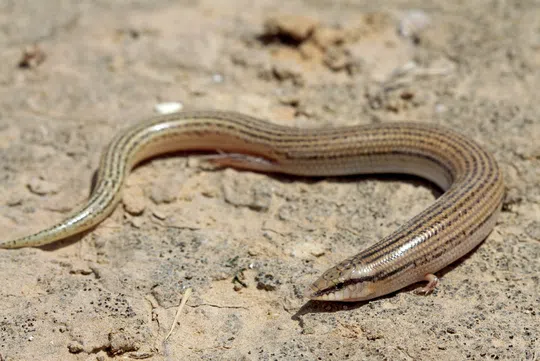 SAND SKINK photographed by Guy Haimovitch