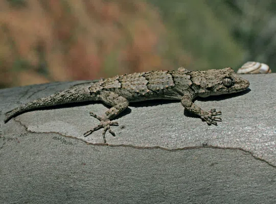 Cyrtodactylus kotschyi orientalis photographed by Guy Haimovitch