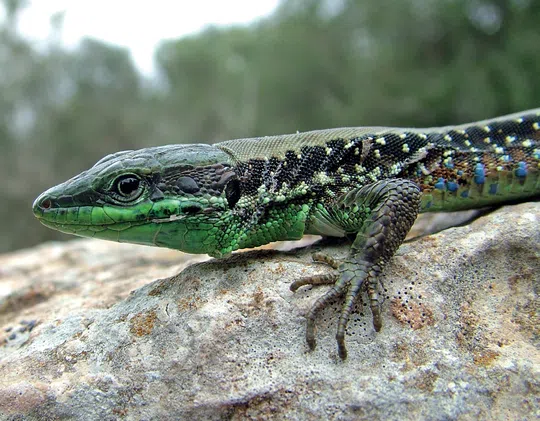 Lacerta laevis laevis photographed by Guy Haimovitch