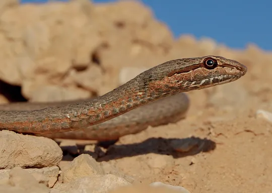 Psammophis aegyptius photographed by Guy Haimovitch