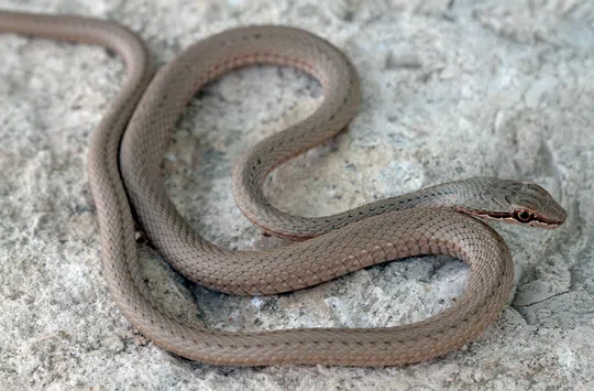 Psammophis aegyptius photographed by Guy Haimovitch
