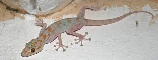 Ptyodactylus hasselquistii photographed by Guy Haimovitch